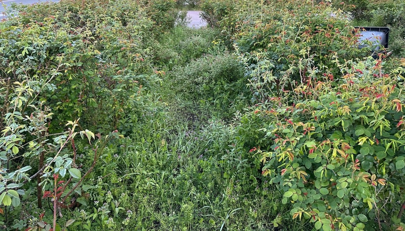 Stark verwildertes, zugewachsenes Beet vor dem Rückschnitt