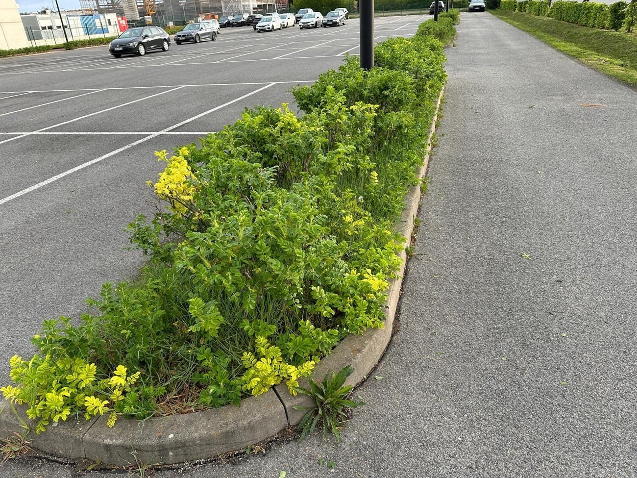 Blühende Sträucher in einem gepflegten Beet an einem Parkplatz
